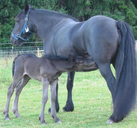 Ravenscairn Selkie with filly